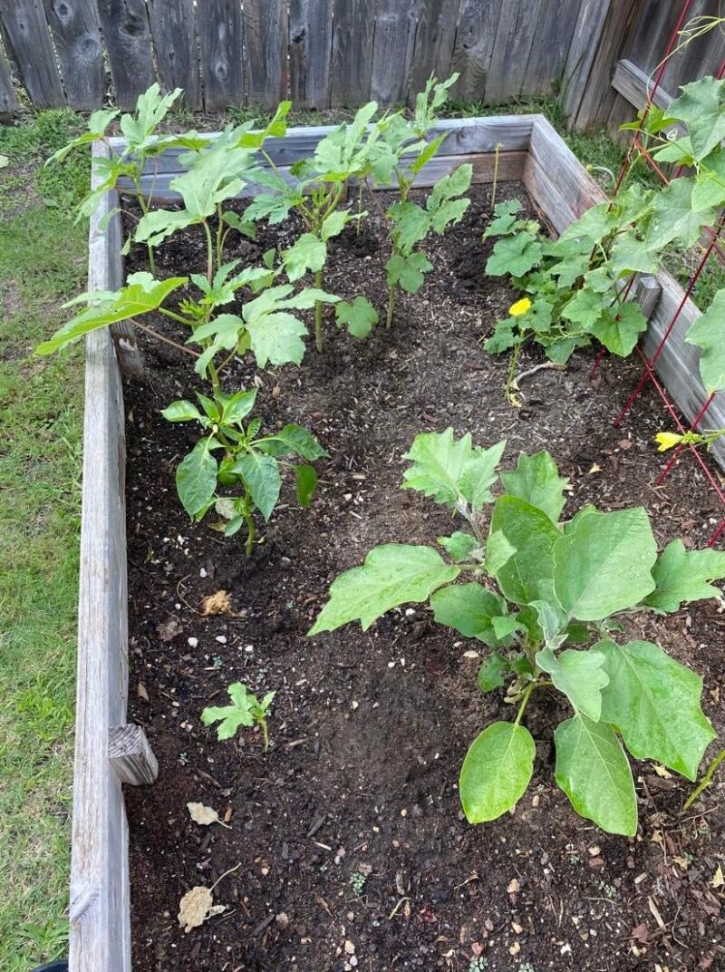 The Advantages of Using Douglas Fir for Garden Bed Builds